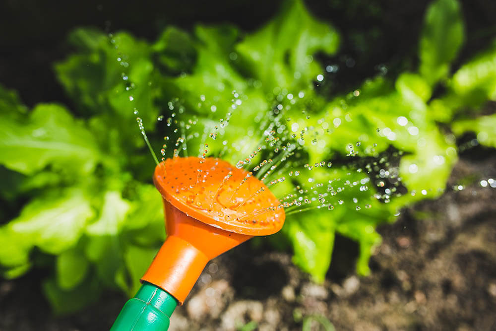 Image of watering can watering plants