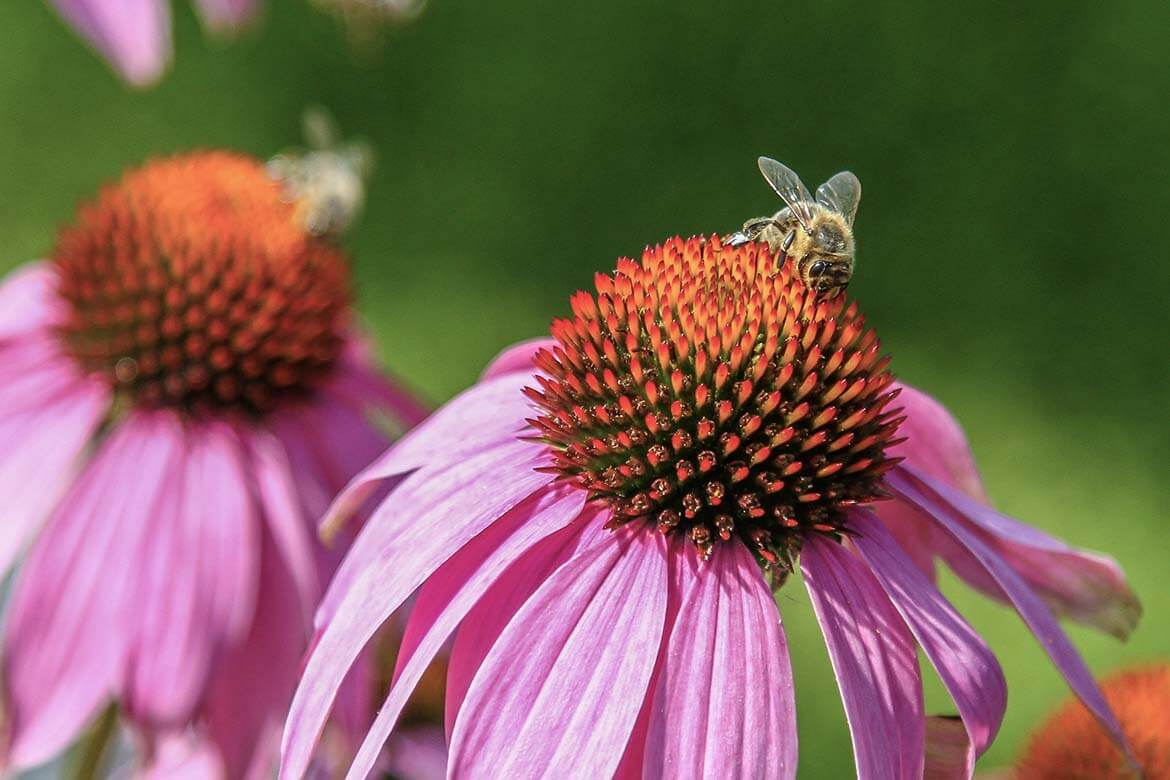 bee on echinacea in wildlife garden (1)