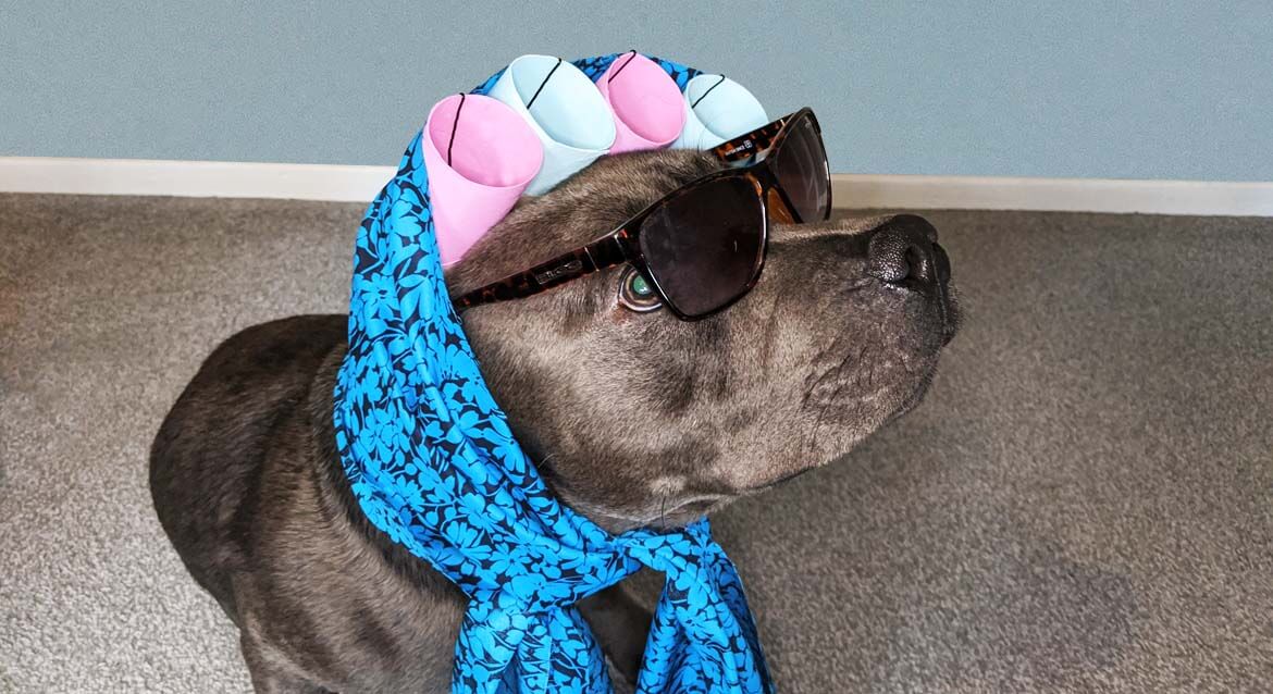 image of a dog dressed up with a scarf and paper hair curlers