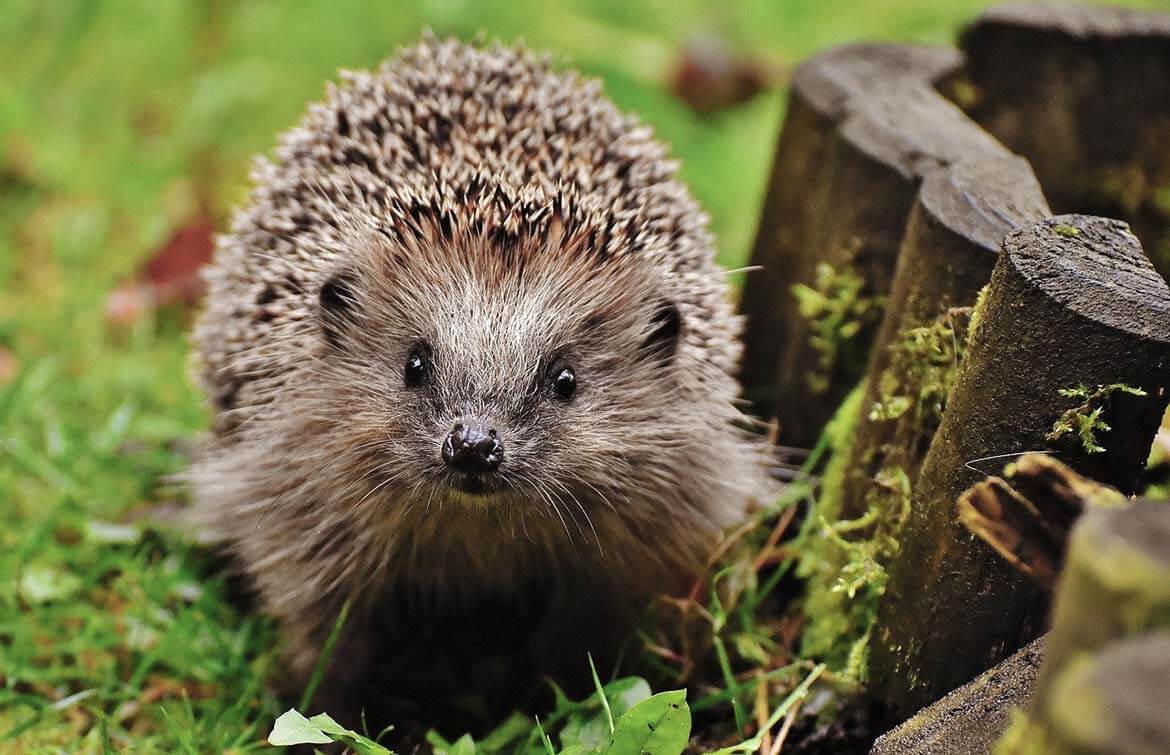 hedgehog walking through the garden (1)