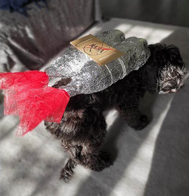 Image of a dog with a rocket costume on its back