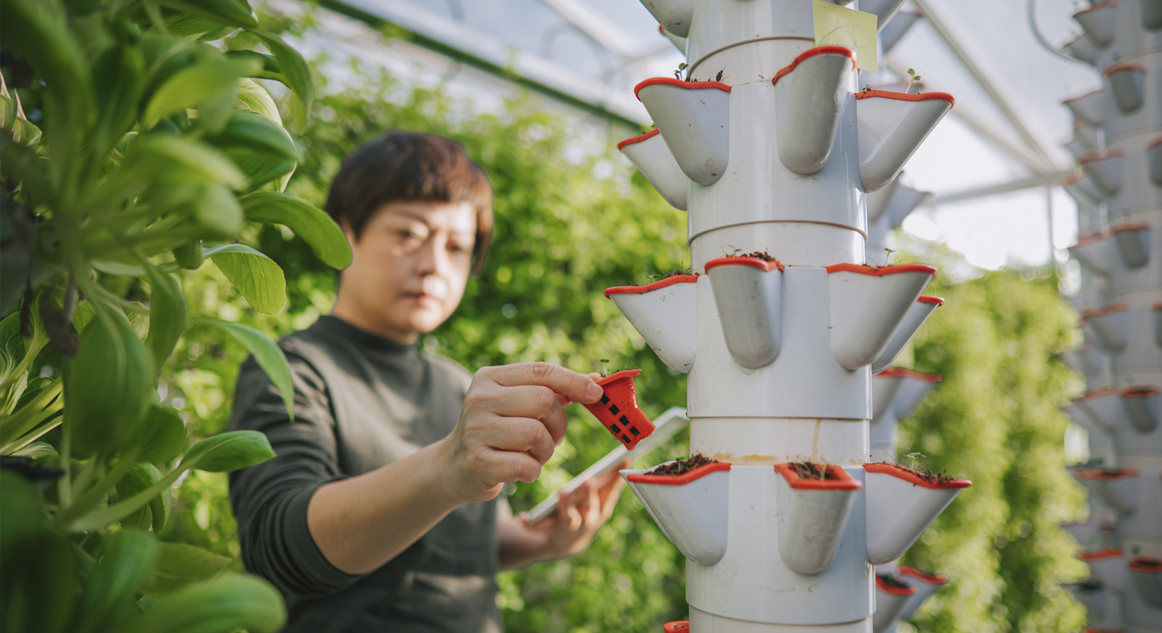A person tending to a vertical farm in a green house