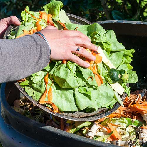 A hand putting leftover vegetables into a compost bin