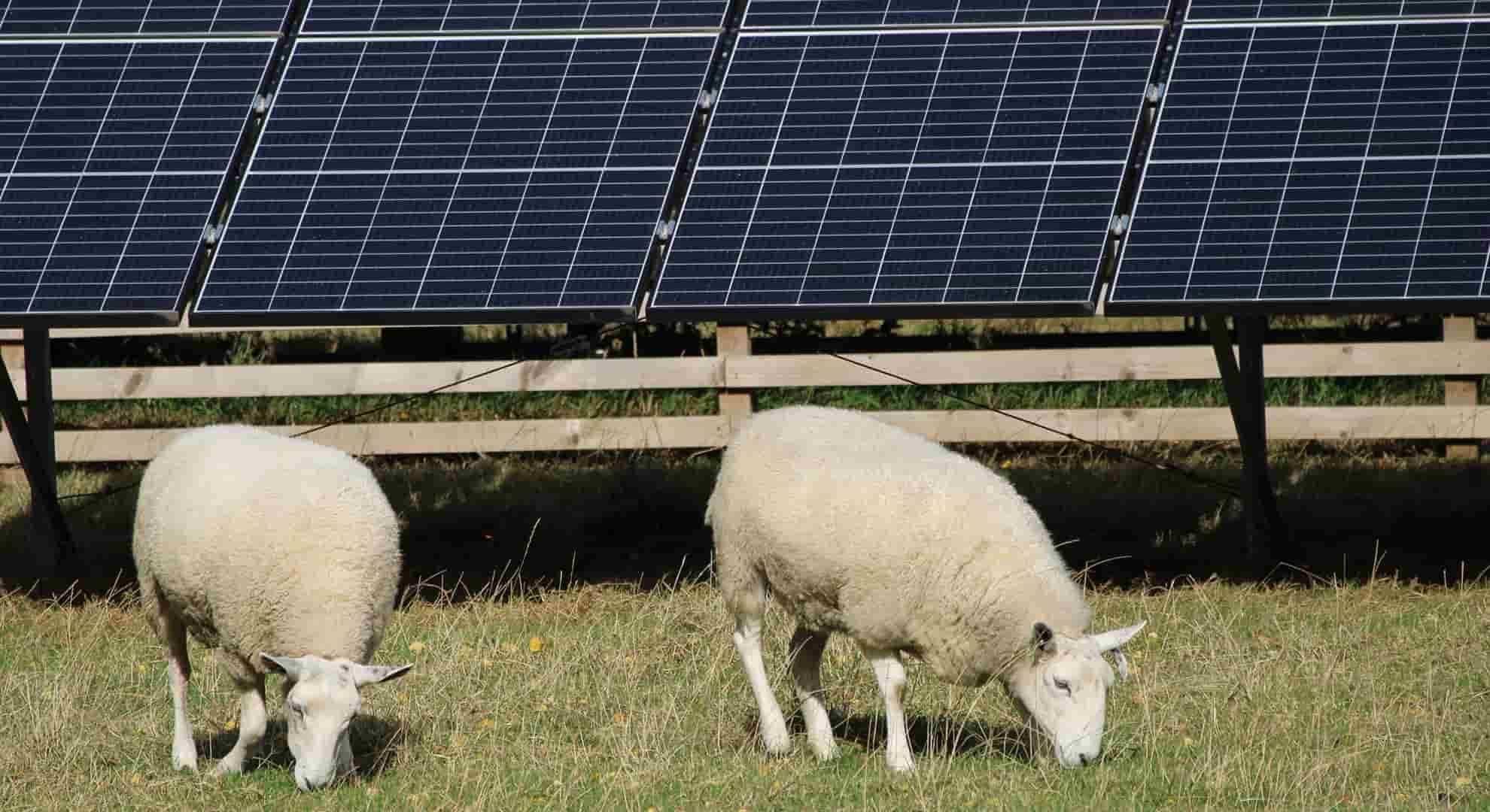 grazing sheep in front of large solar panels