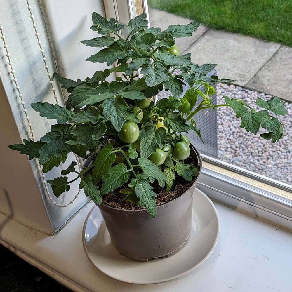 Photo of a tomato plant growing on a windowsill.