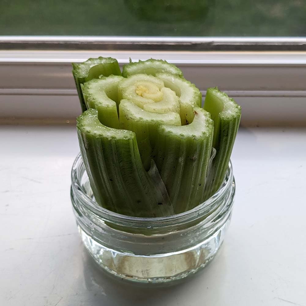 Photo of celery growing on a windowsill
